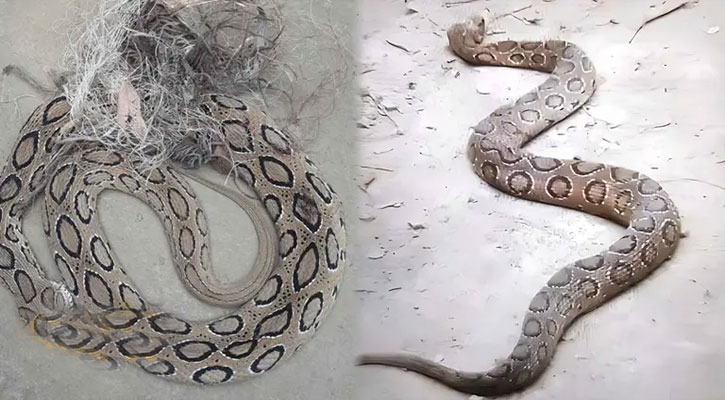 ভোলায় পাঁচদিনে ১২টি রাসেলস ভাইপার উদ্ধার